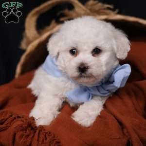 Jagger, Bichon Frise Puppy